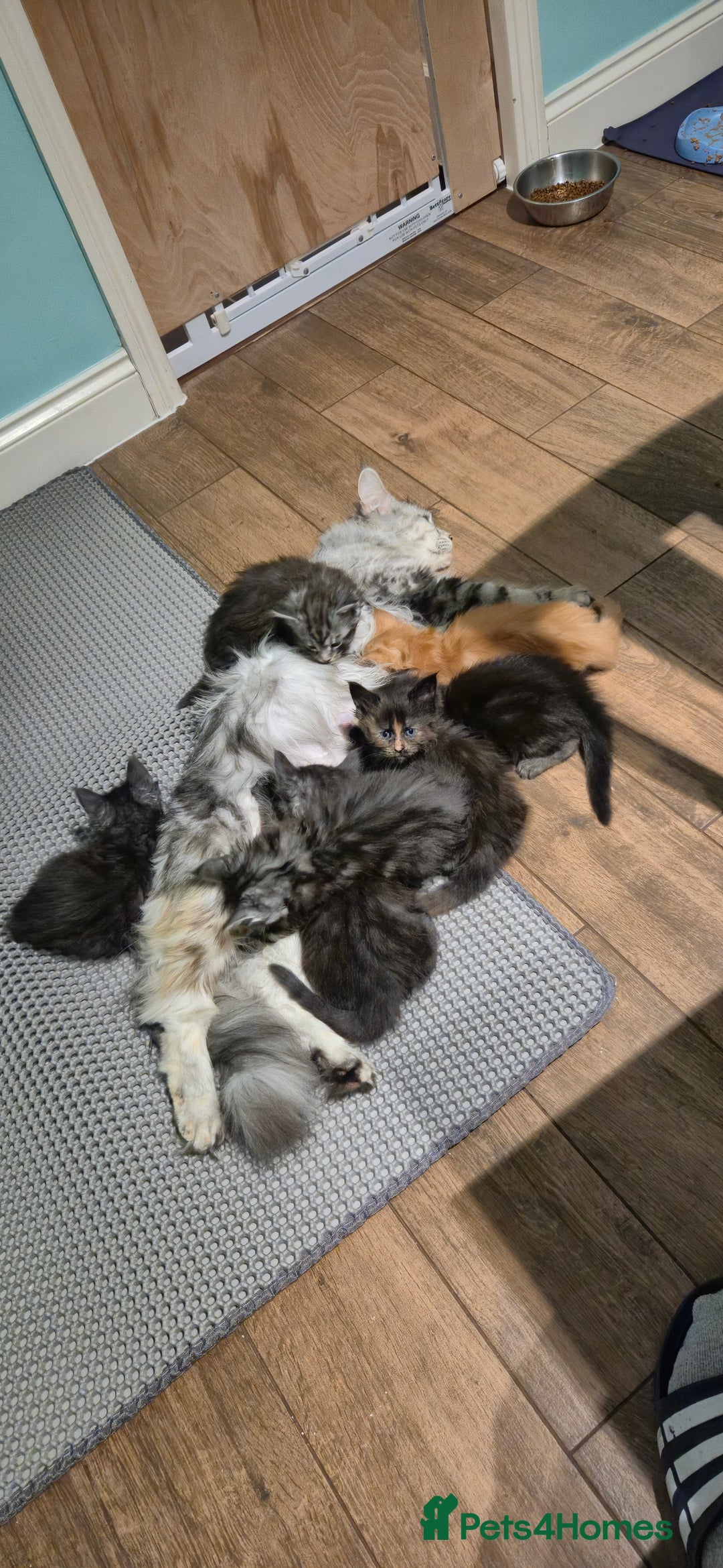 Maine Coon cats for sale: XXL Maine Coon kittens - Image 6