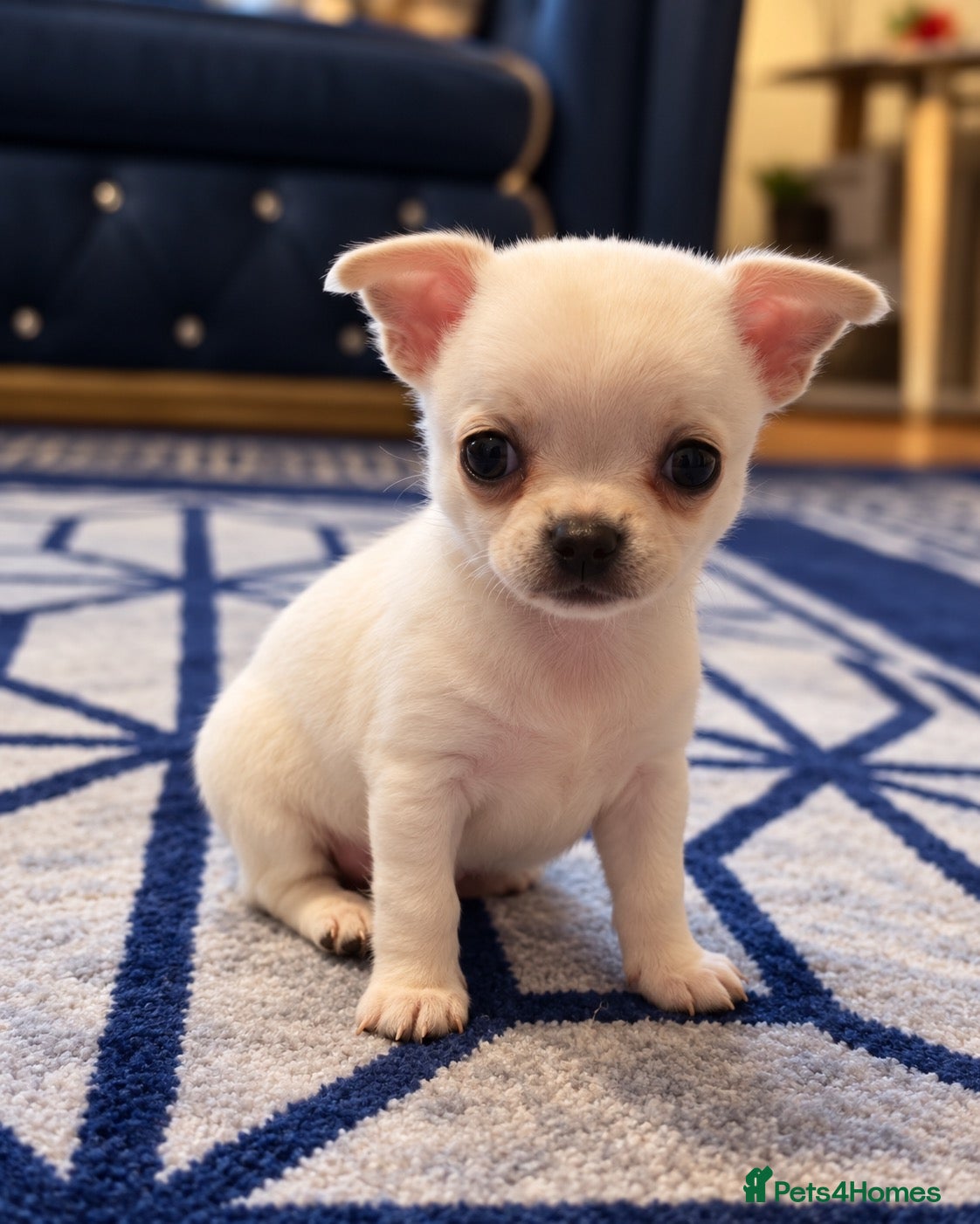 Chihuahua dogs Beautiful Chihuahua Puppies Ready Soon - Advert 8