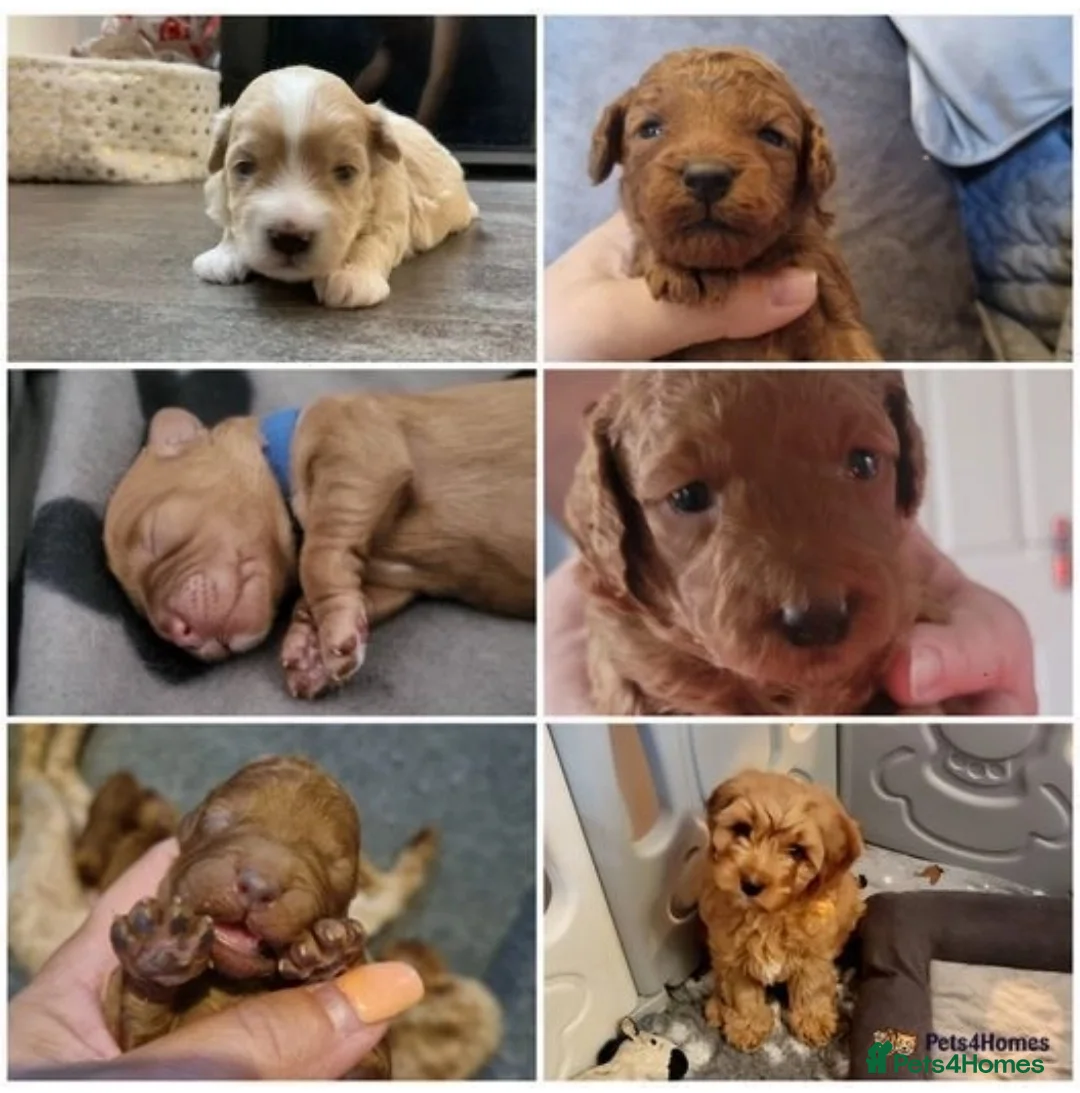 Miniature Poodle dogs for stud: KC DNA tested proven RED miniature poodle stud in Manchester - Advert 16