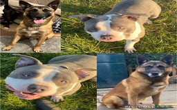 Mixed Breed dogs for sale: Blue american bulldog X belgian malinois - Image 10