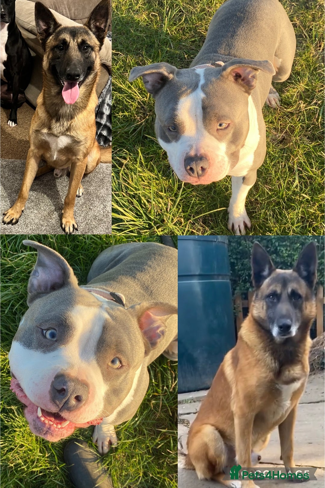 Mixed Breed dogs for sale: Blue american bulldog X belgian malinois - Image 10