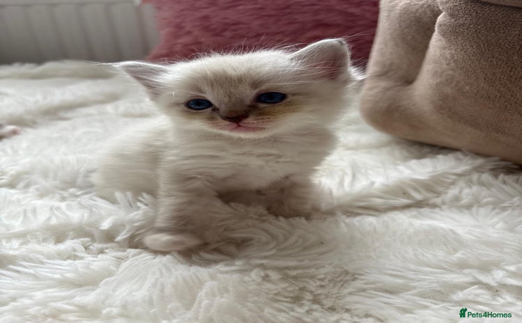 Ragdoll cats for sale - Advert 2