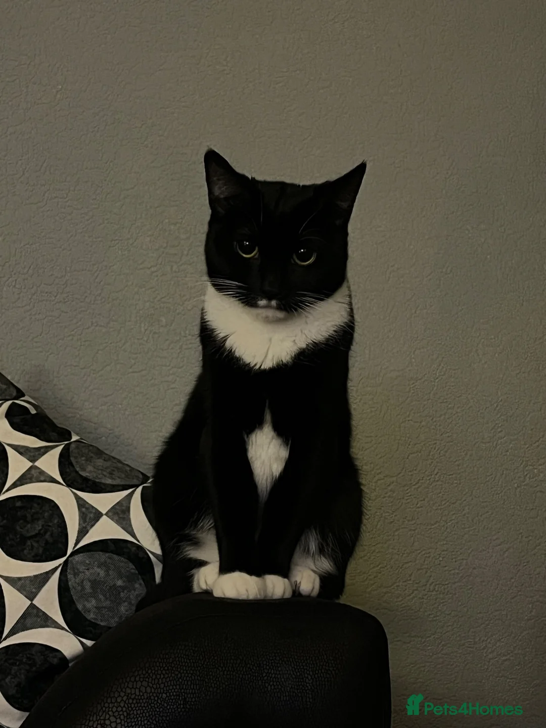 British Shorthair cats for sale: Nova – Spayed Female Cat Looking for a Loving Home - Advert 2