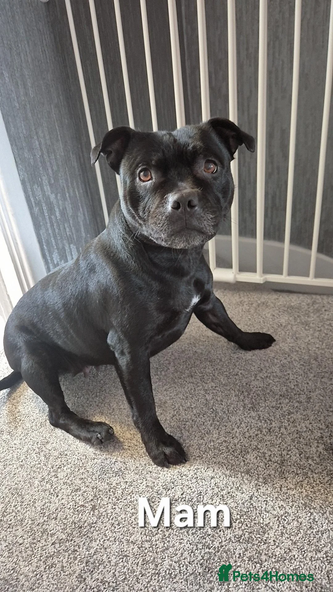 Staffordshire Bull Terrier dogs for sale: Staffordshire Bull Terrier Puppys in Merthyr Tydfil - Advert 14