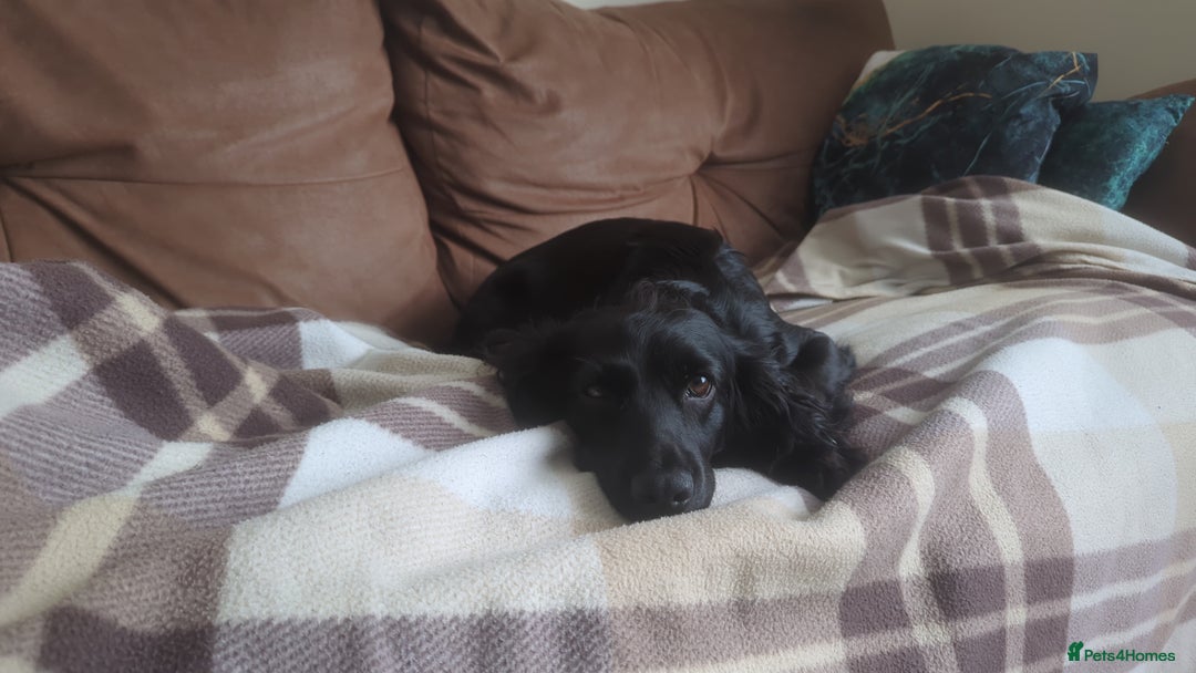 Cocker Spaniel dogs for sale: 5 Gen KC Registered working Cocker Spaniel pups  - Advert 5