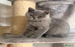 British Shorthair cats for sale: BSH READY TO GO! TICA REGISTERED 1 BOY LEFT in Gloucester - Image 15