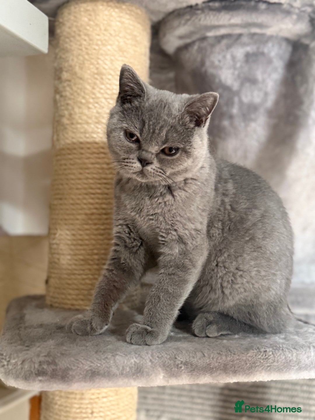 British Shorthair cats for sale: BSH READY TO GO! TICA REGISTERED 1 BOY LEFT in Gloucester - Image 15