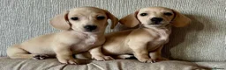 Miniature Dachshund dogs for sale: KC Cream Brindle Smooth Miniature Dachshunds - Advert 9