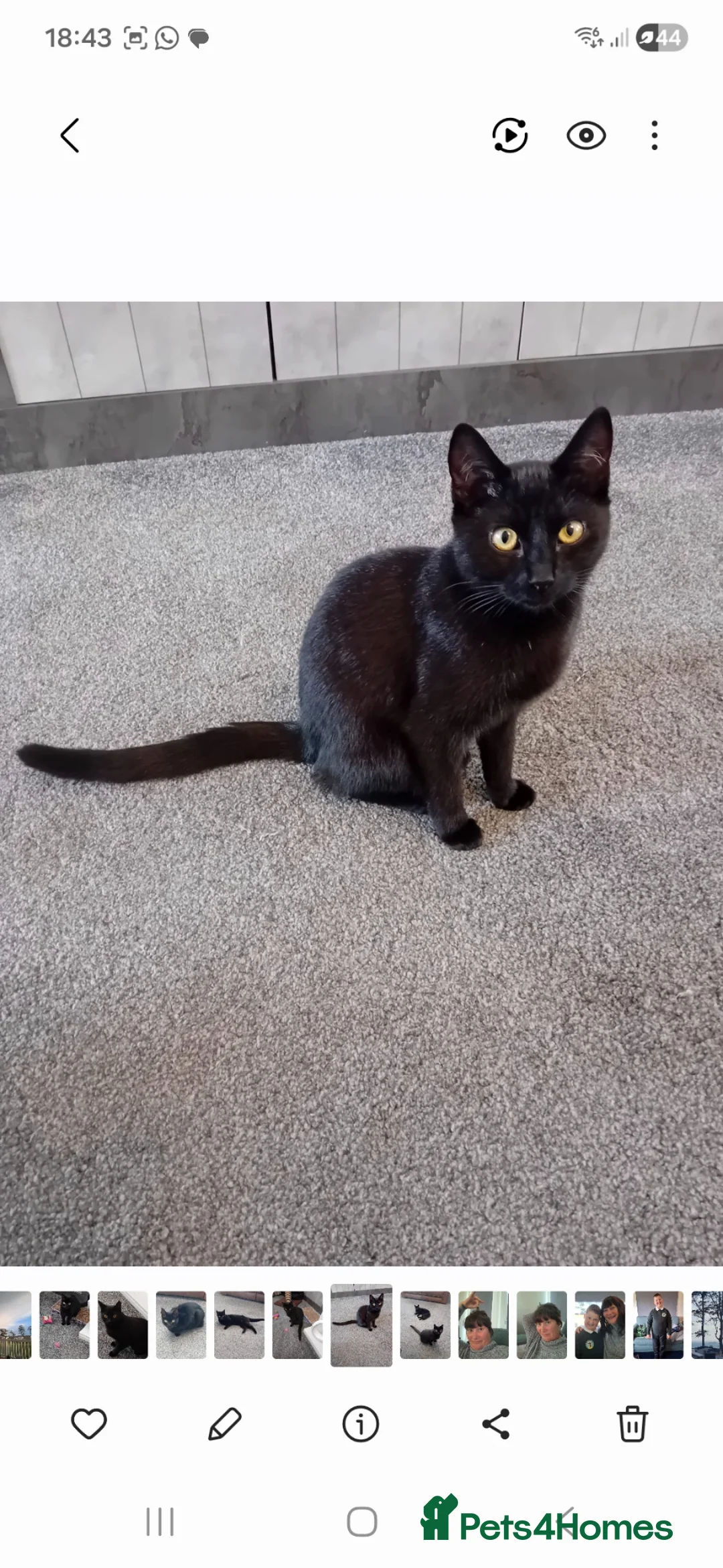 Mixed Breed cats for sale: Rehoming my young cat - Advert 2