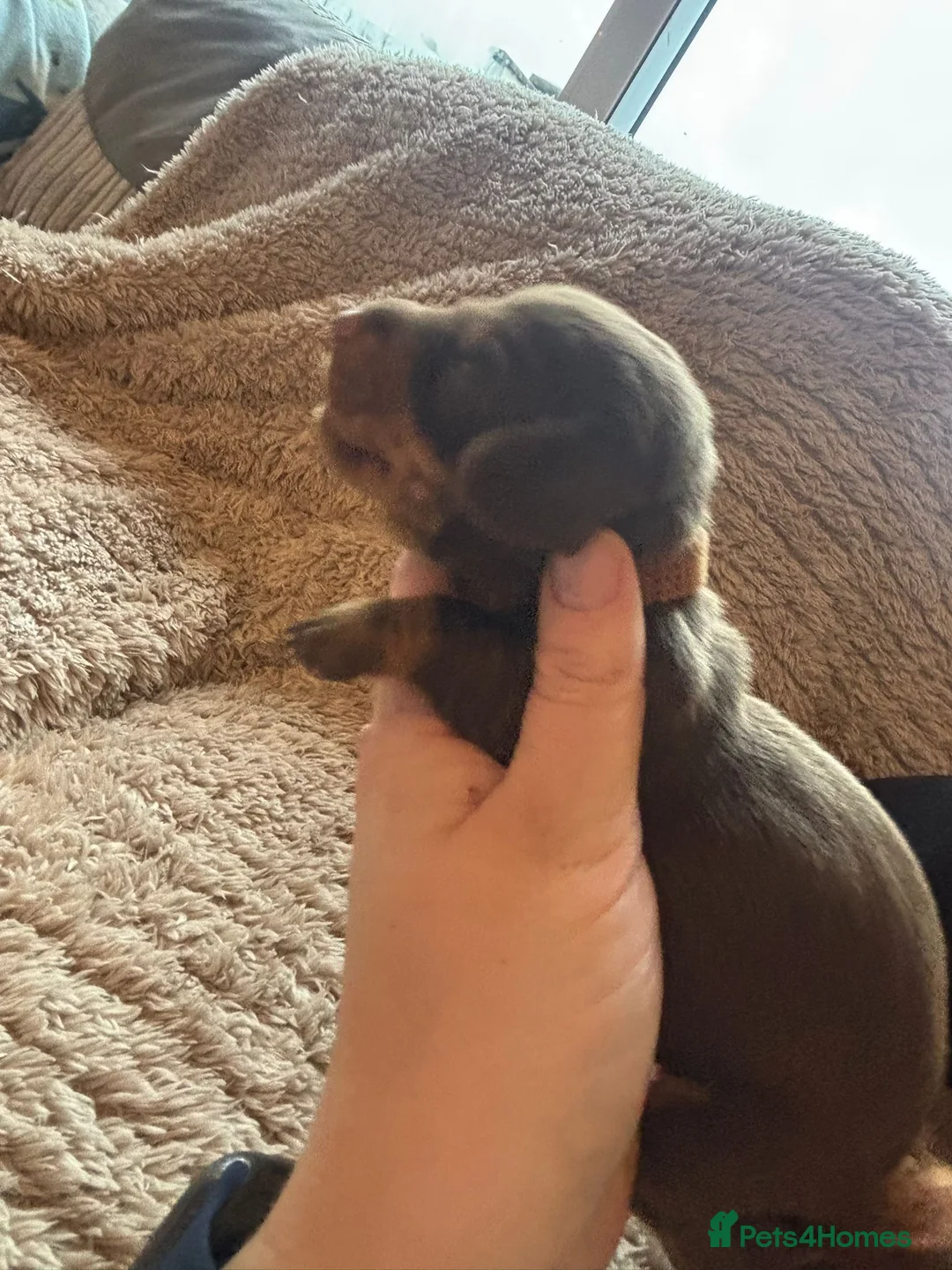 Dachshund dogs for sale: Miniature dachshund - Advert 5