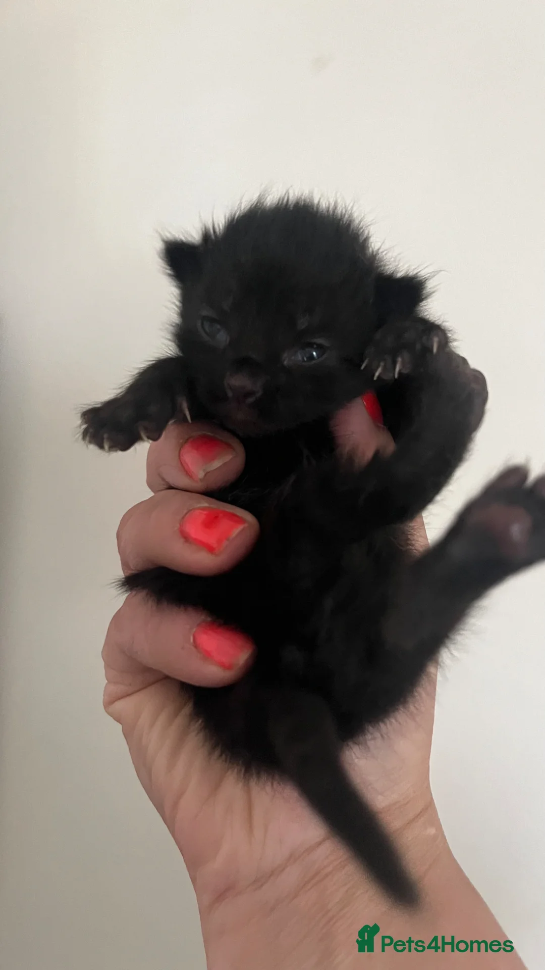 Mixed Breed cats for sale: Grey and black kittens  - Advert 4
