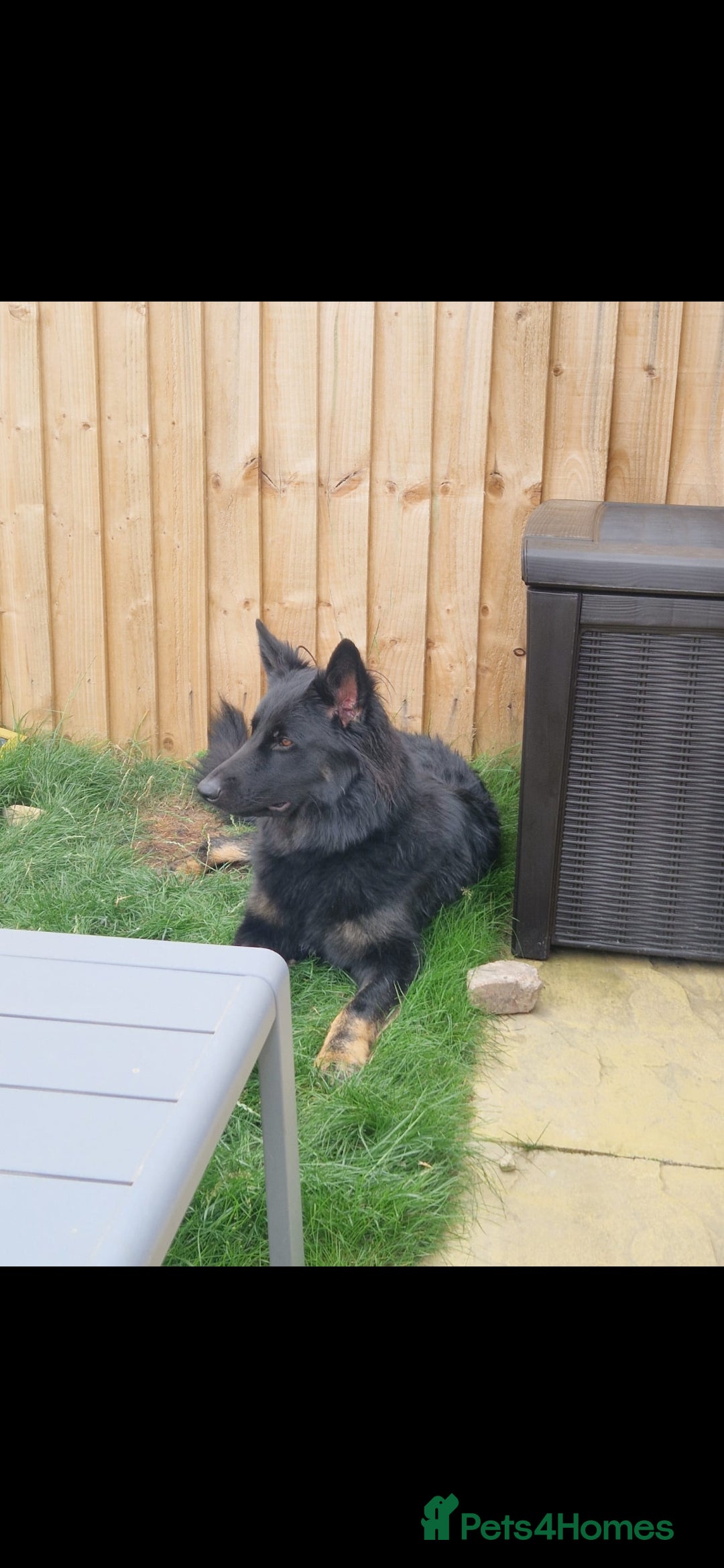 German Shepherd dogs Beautiful female German shepherd  - Advert 1