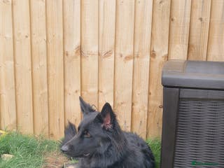 German Shepherd dogs SOLD....Beautiful female German shepherd - Advert 8