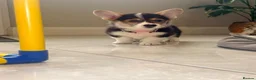 Welsh Corgi Pembroke dogs for sale: Pembroke Welsh corgi pups - Advert 5