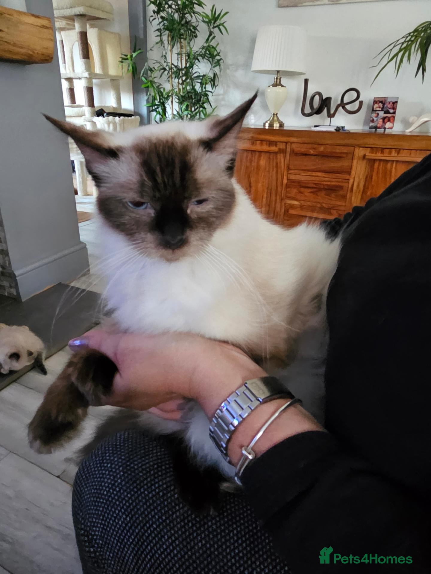 Ragdoll cats Blue point ragdoll kittens  - Advert 1