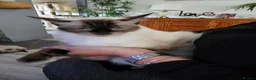 Ragdoll cats for sale: Blue point ragdoll kittens  in Houghton le Spring - Advert 1