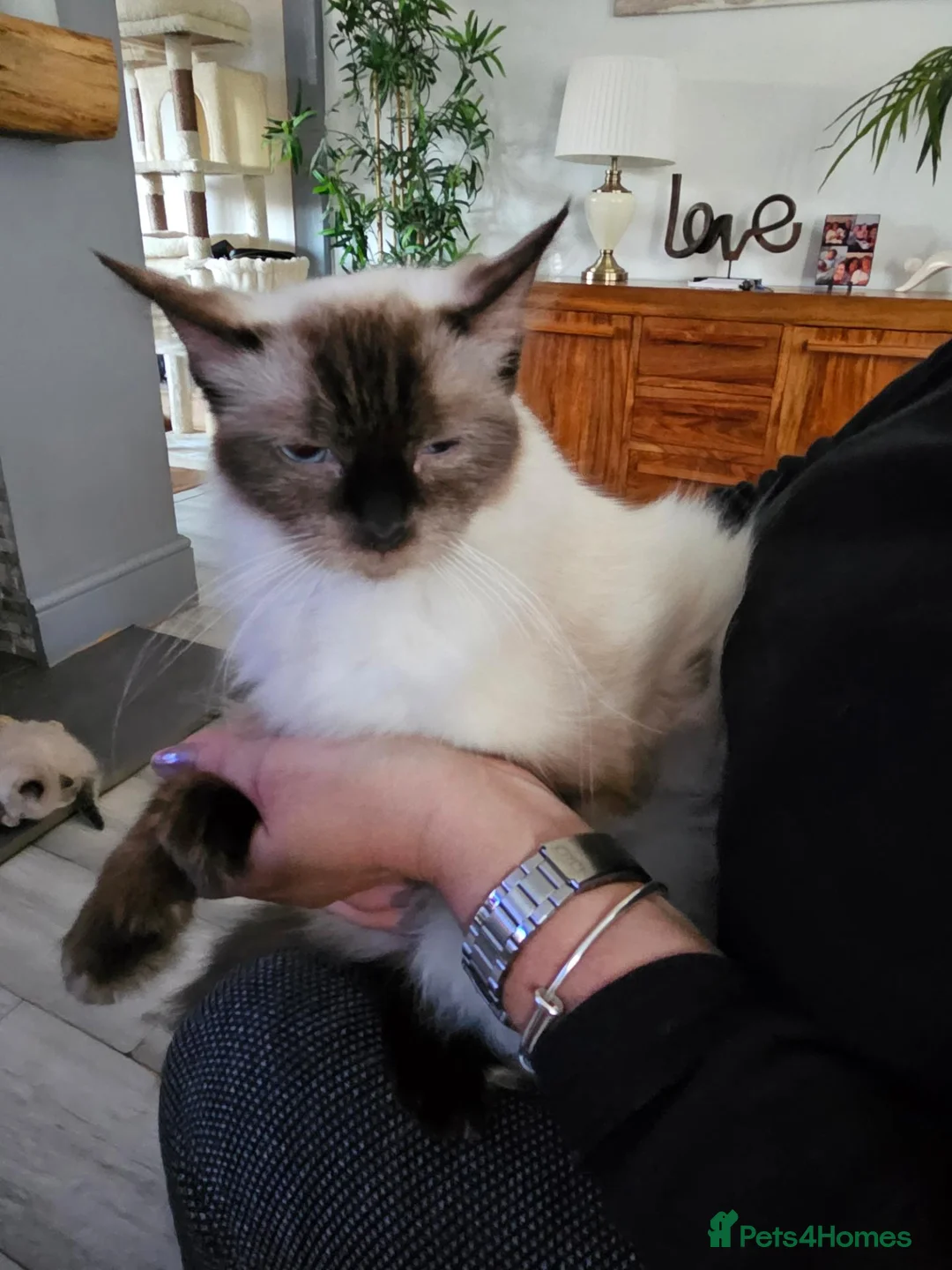 Ragdoll cats for sale: Blue point ragdoll kittens  in Houghton le Spring - Advert 1