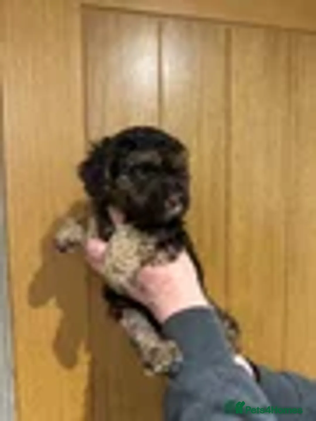 Mini Goldendoodle dogs for sale: Miniature double doodle puppies - Advert 2