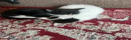 Mixed Breed cats for sale: My babies need forever homes  in Nottingham - Advert 6