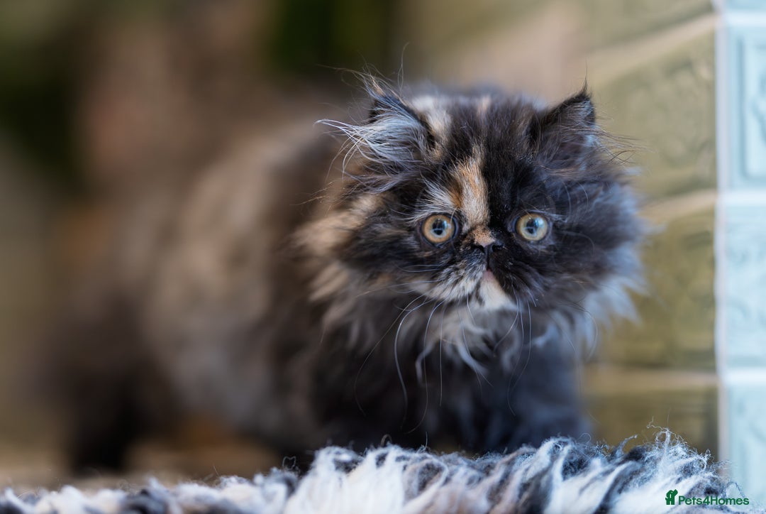 Exotic cats for sale: GCCF Registered - Advert 7