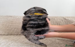 Cockapoo dogs for sale: Stunning F1B Merle Cockapoo Puppies!!!! - Image 3