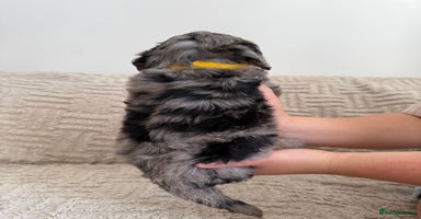 Cockapoo dogs - Advert 14