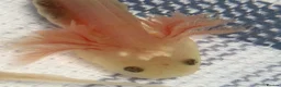 Axolotl reptiles for sale: Lucy Albino Babies 4 months-£20 and 2 months-£10 - Advert 3