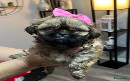 Shih Tzu dogs for sale: Shih tzu pups - Advert 6
