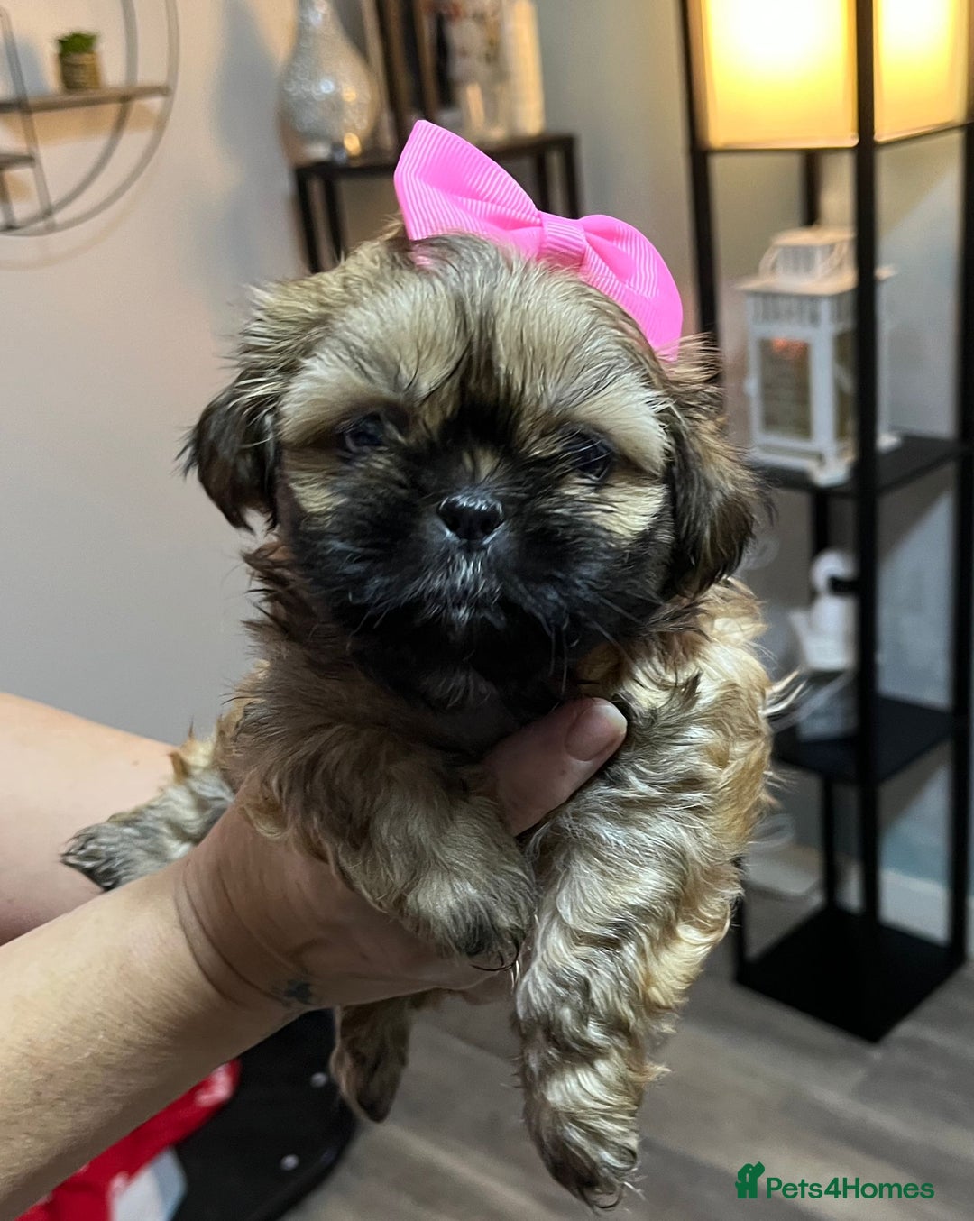 Shih Tzu dogs for sale: Shih tzu pups - Advert 6