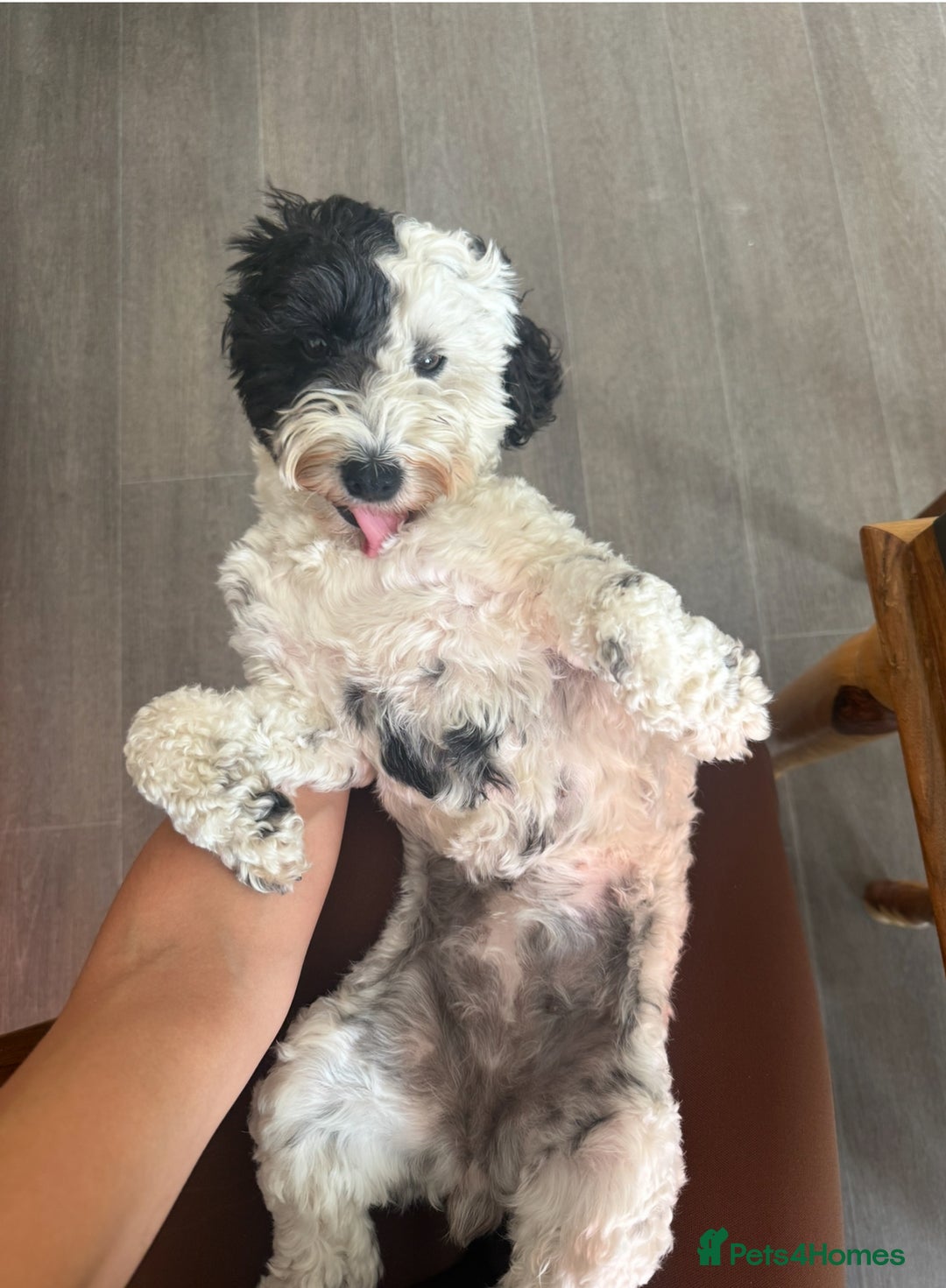 Cavapoo dogs for sale: Cavapoo puppies - Advert 2