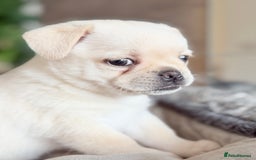 Pug dogs for sale: Adorable Pug x Pomeranian Puppies, Ready Today. - Image 22