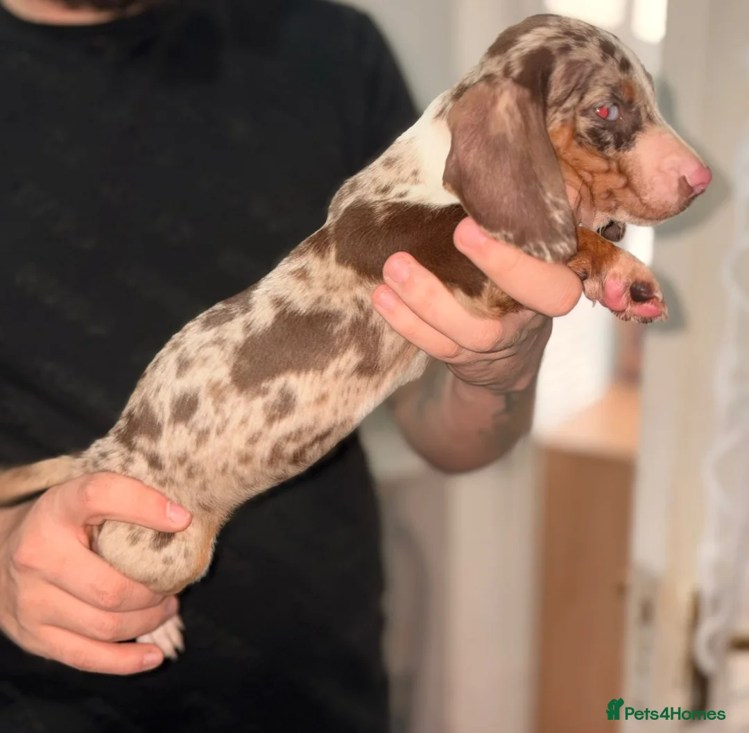 Dachshund dogs for sale: READY TO LEAVE DACHSHUND PUPPIES - Advert 1