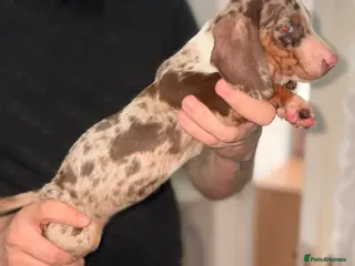 Dachshund dogs READY TO LEAVE DACHSHUND PUPPIES - Advert 1