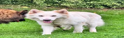German Shepherd dogs for sale: Female German Shepherd  - Advert 3