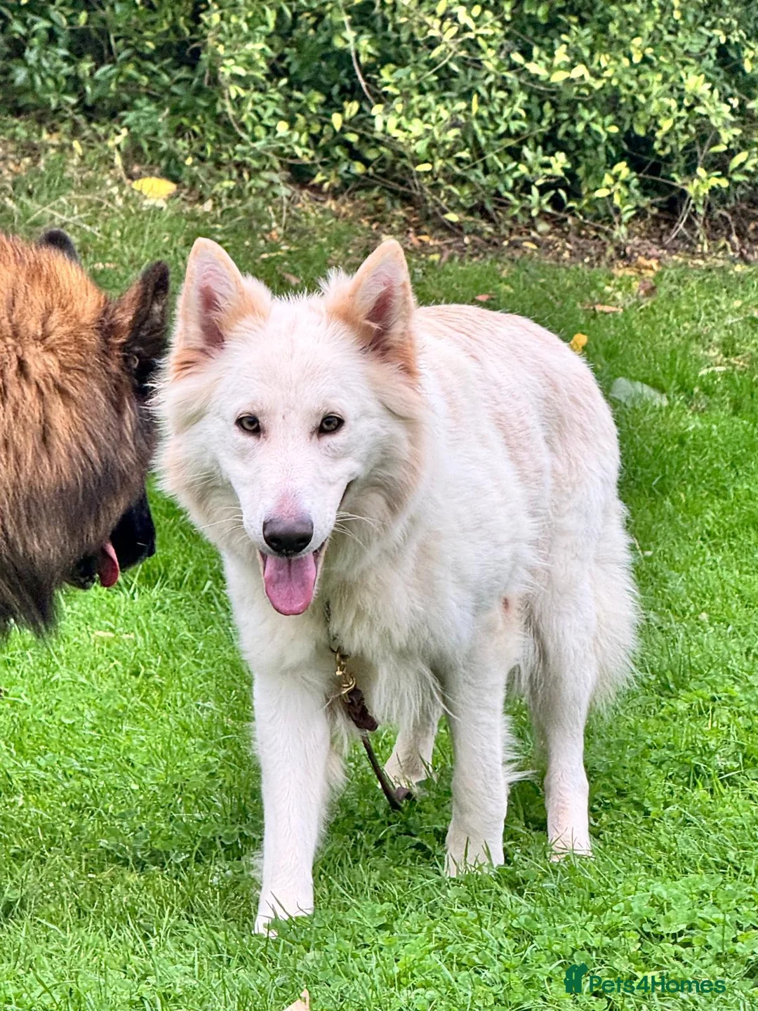 German Shepherd dogs for sale: Female German Shepherd  - Advert 3
