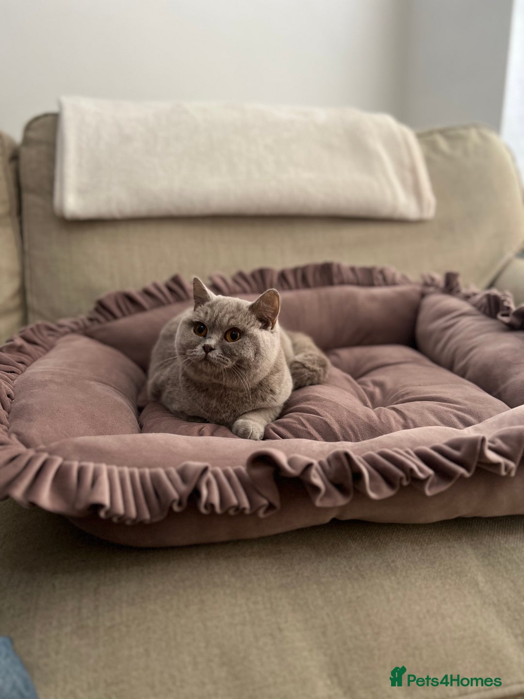 British Shorthair cats for sale: Pure Pedigree Lilac British Shorthair Boy - Advert 8