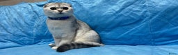 Scottish Fold cats for sale: Scottish Fold Kittens  - Advert 11