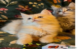 Maine Coon cats for sale: Maine Coon Kittens TICA  - Image 18