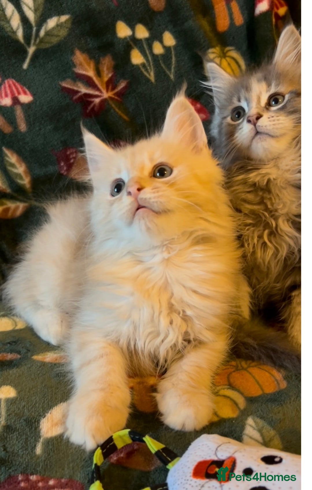 Maine Coon cats for sale: Maine Coon Kittens TICA  - Image 18