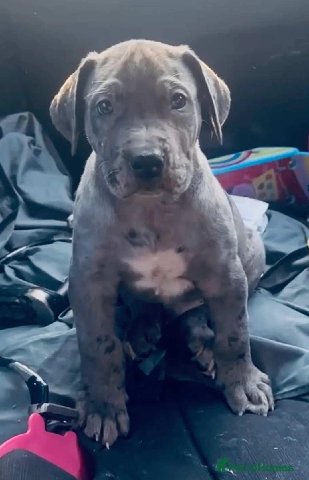 Mixed Breed dogs for sale: Great Dane mix for sale - Advert 8