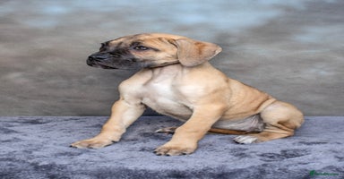Cane Corso dogs - Advert 5