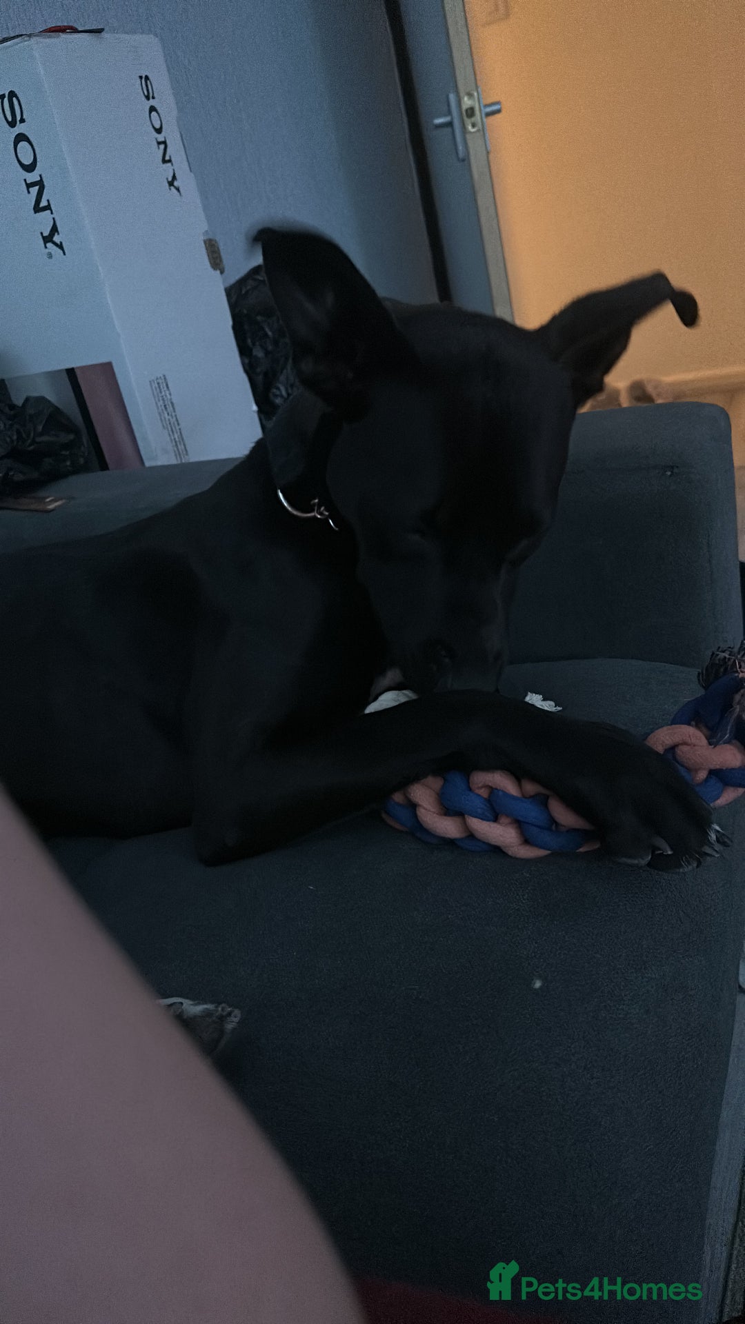 Mixed Breed dogs for sale: Kensi malinois cross Staffordshire bull terrior - Image 2
