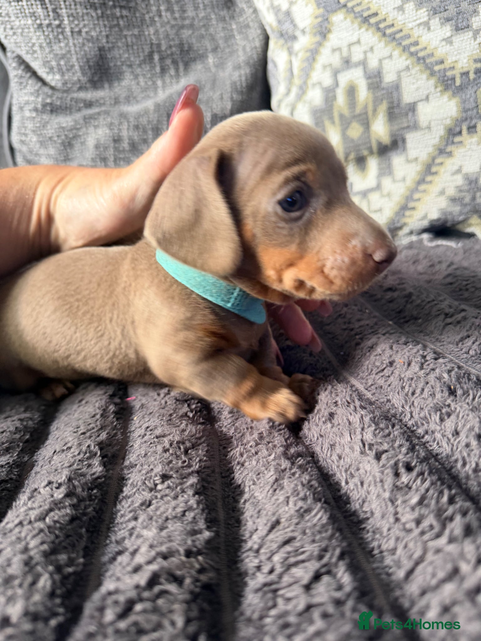 Miniature Dachshund dogs BEAUTIFUL MINI DACHSHUNDS  - Advert 14