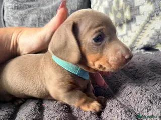 Miniature Dachshund dogs BEAUTIFUL MINI DACHSHUNDS - Advert 11