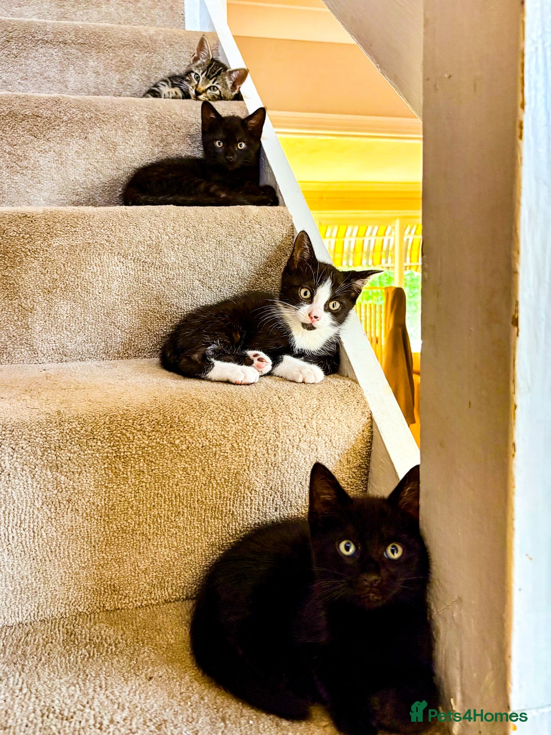 Bengal cats for sale: RARE Coats ~ Bengal/Maine Coon mix - Image 15