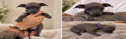 Italian Greyhound dogs for sale: 🐾 KC Registered Italian Greyhound Puppies 🐾 - Advert 4