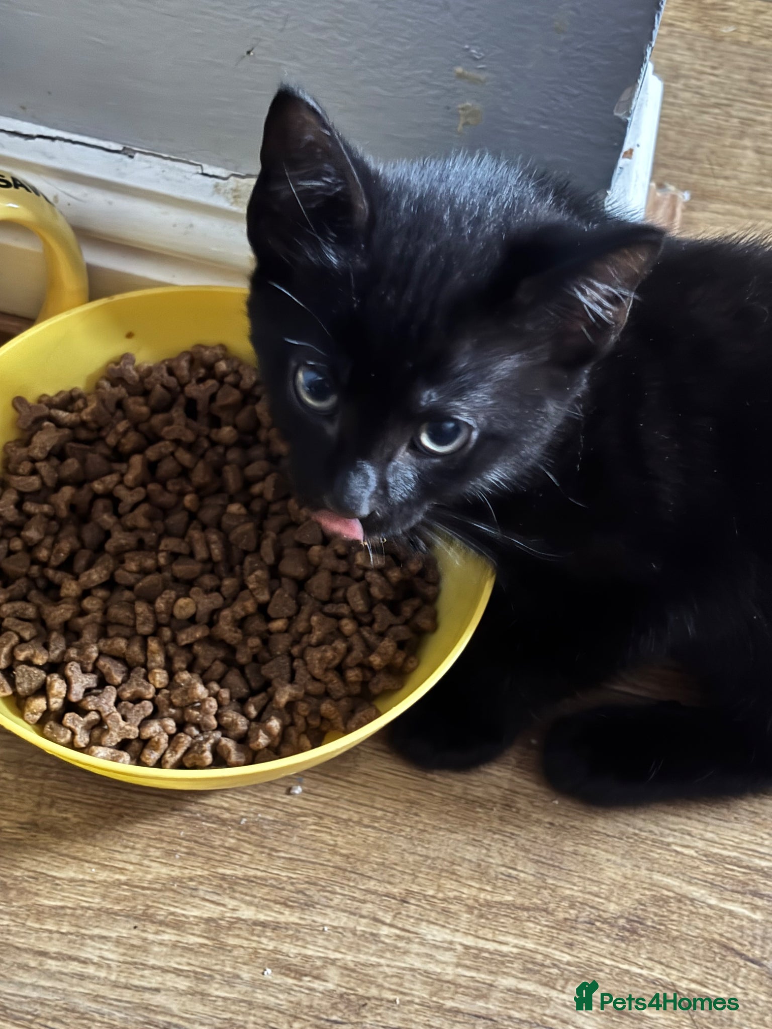 Brazilian Shorthair cats for sale: 2 precious little kittens in Enfield - Advert 3
