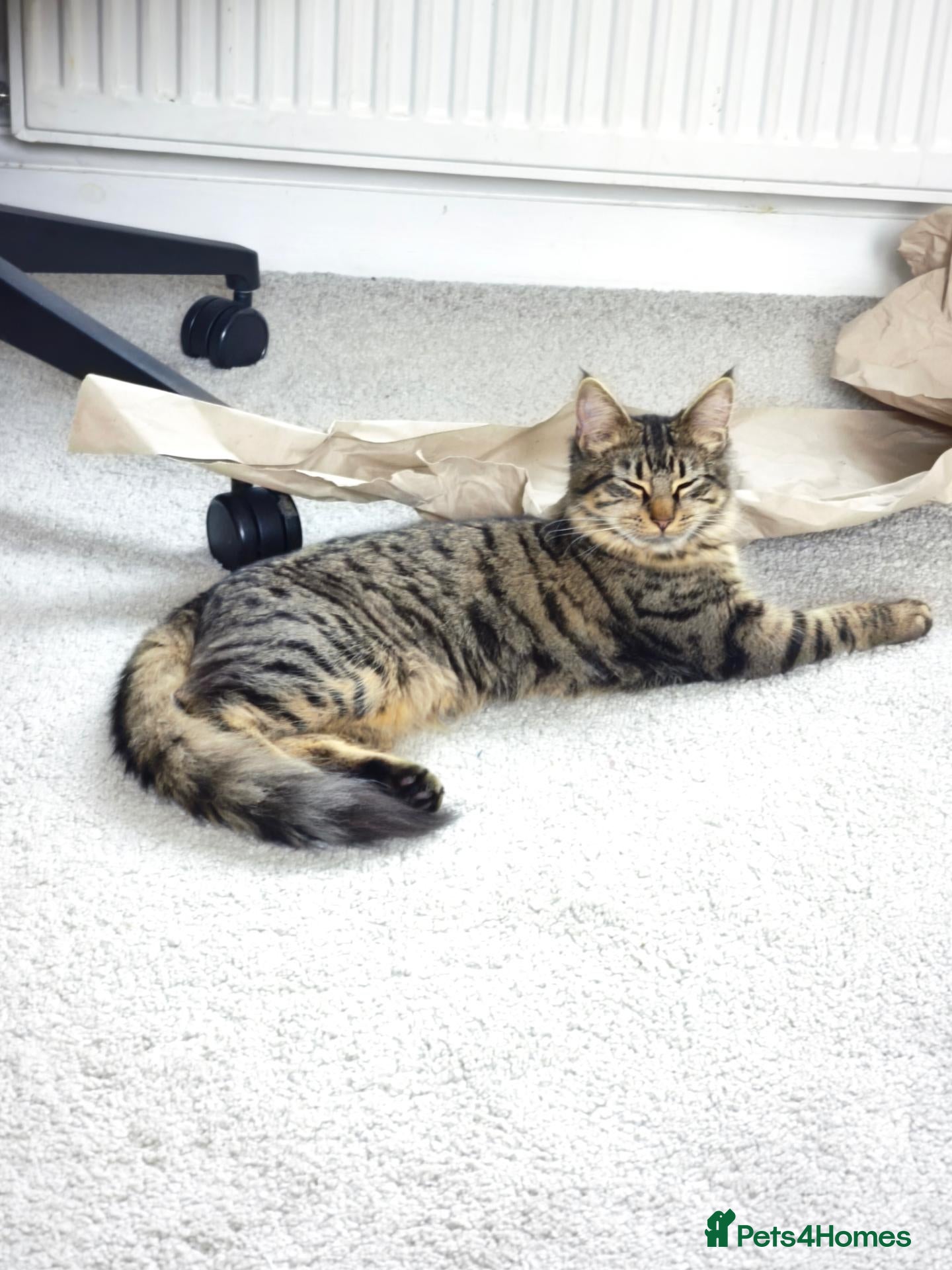 Domestic Shorthair cats Gorgeous Black Kitten – Friendly & Playful - Advert 3