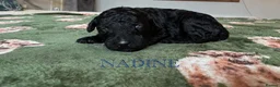 Standard Poodle dogs for sale: Show line standard poodles  - Advert 4