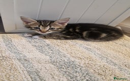 Mixed Breed cats for sale: Beautiful Kittens. Males and females - Image 3